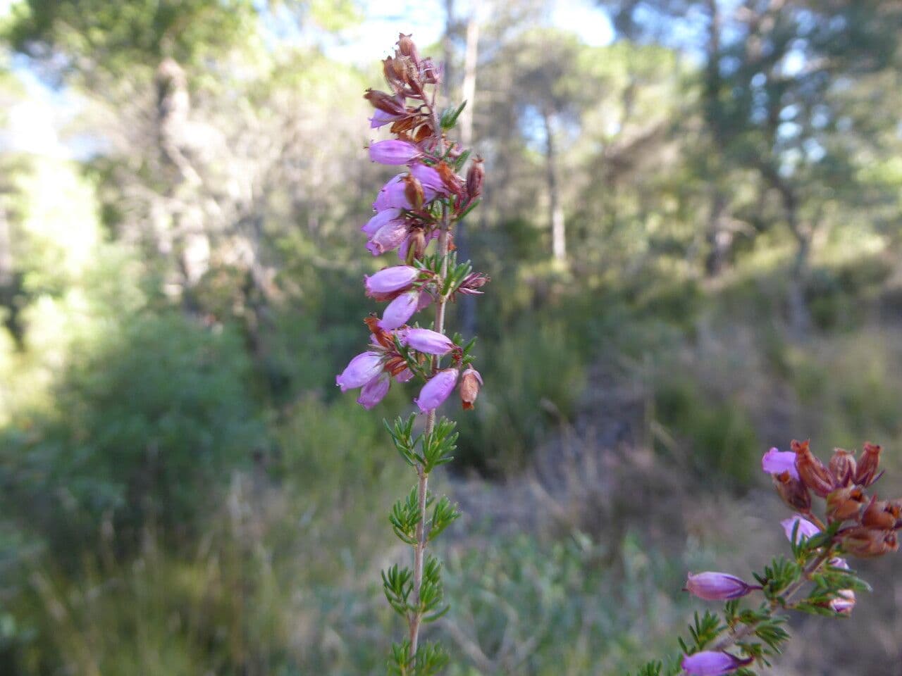 Graue Heide 24