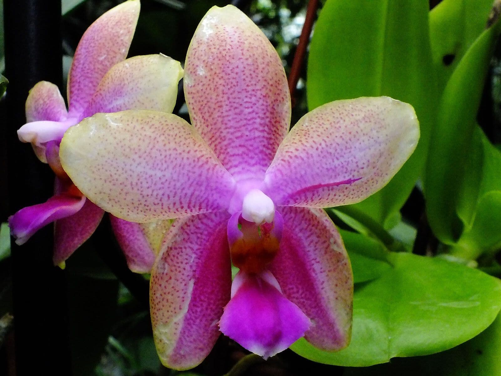 Phalaenopsis violacea 5