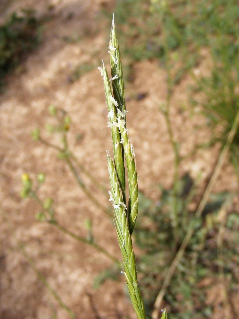 Brachypode penné 8