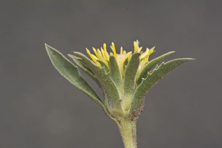 Pyrrocoma carthamoides 2