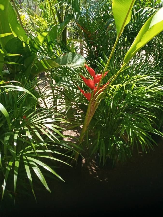 Fiore pappagallo 11