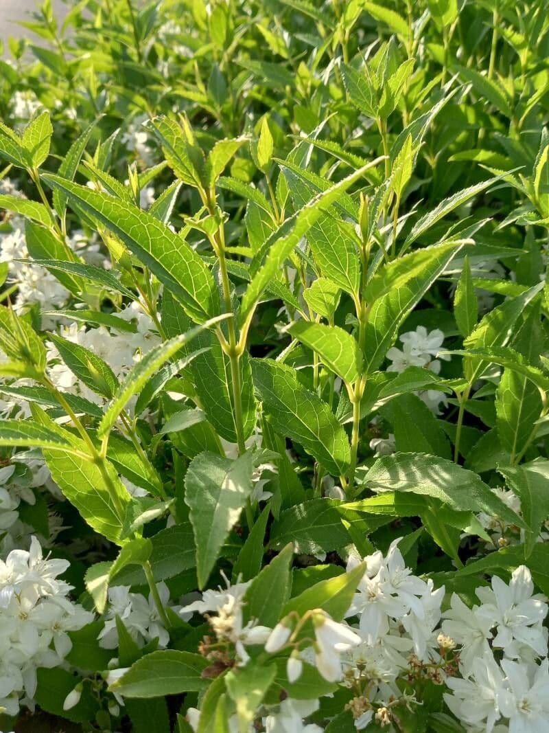 Deutzia gracilis 18