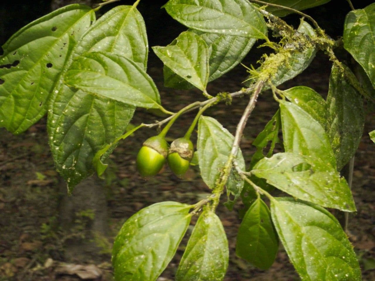Quararibea 18