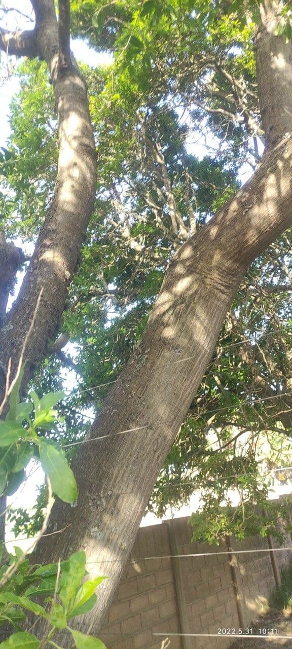 Albero corallo 13