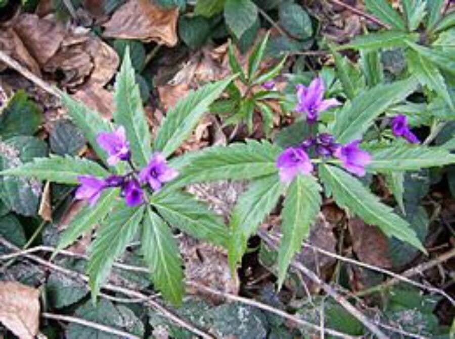 Cardamine 4