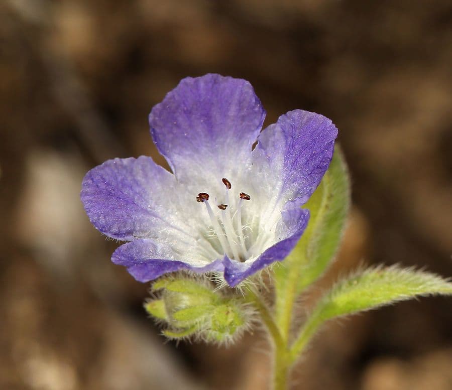 Davidsons Phacelia