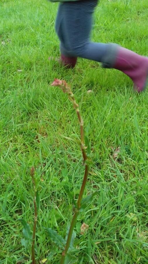 Acetosa 2