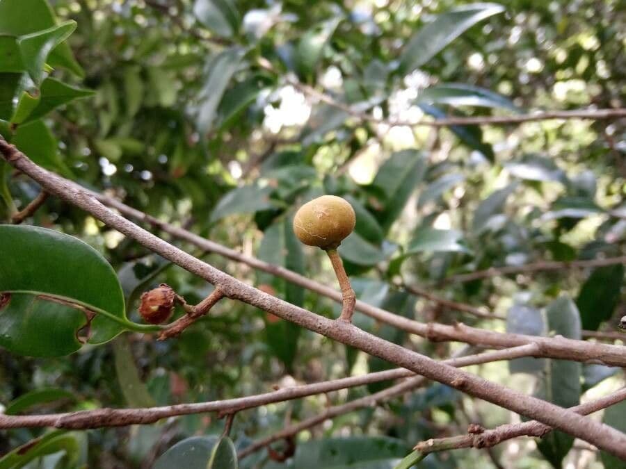 Pouteria 5