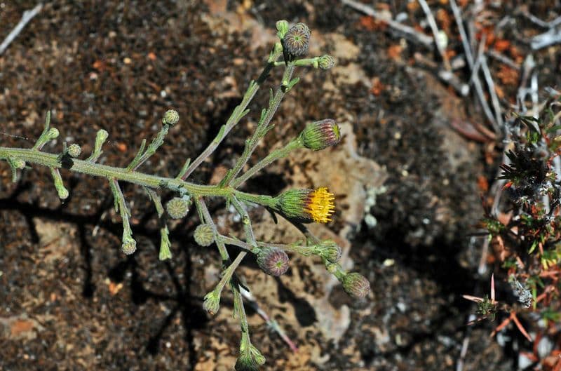 Erigeron 6