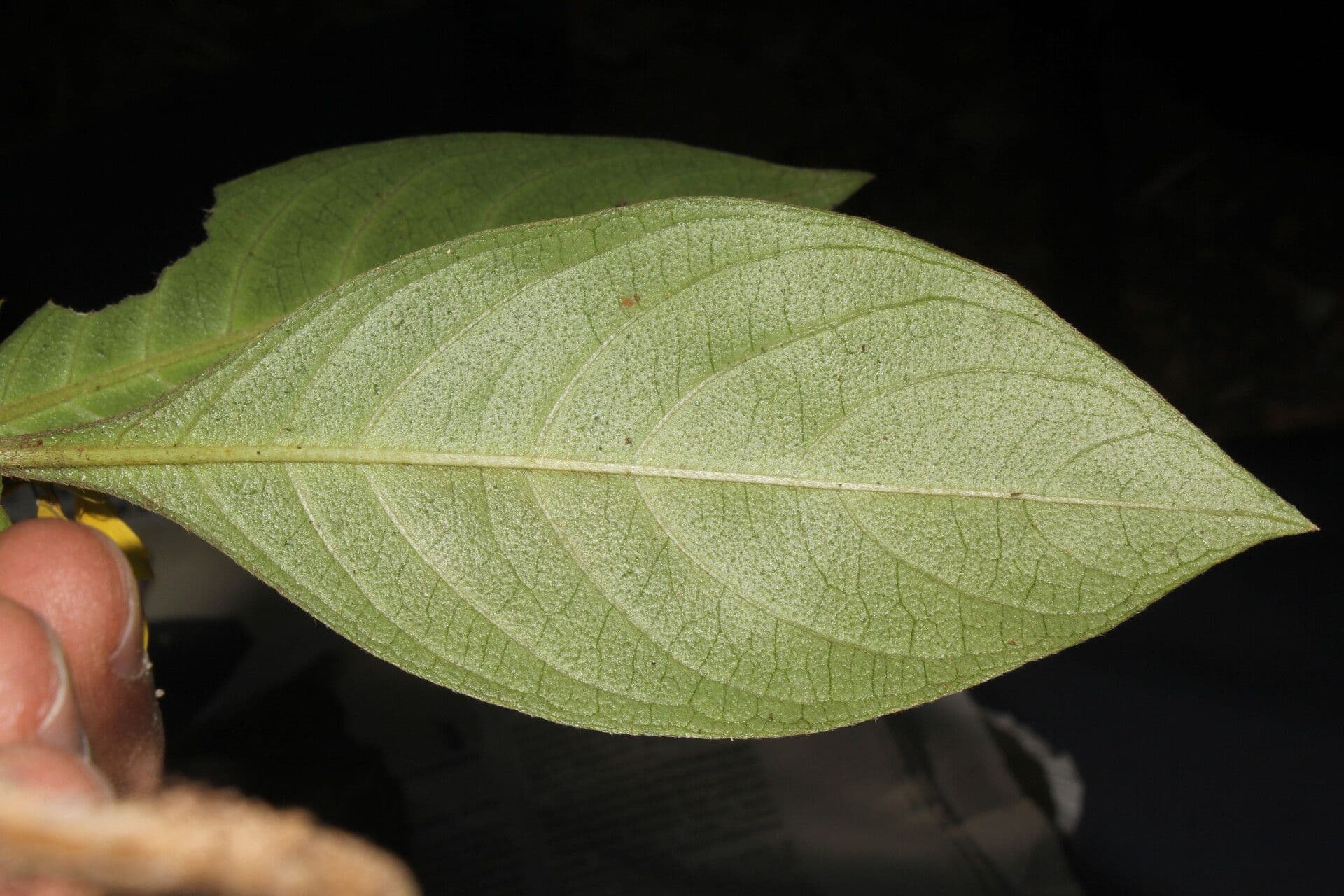 Barleria 10