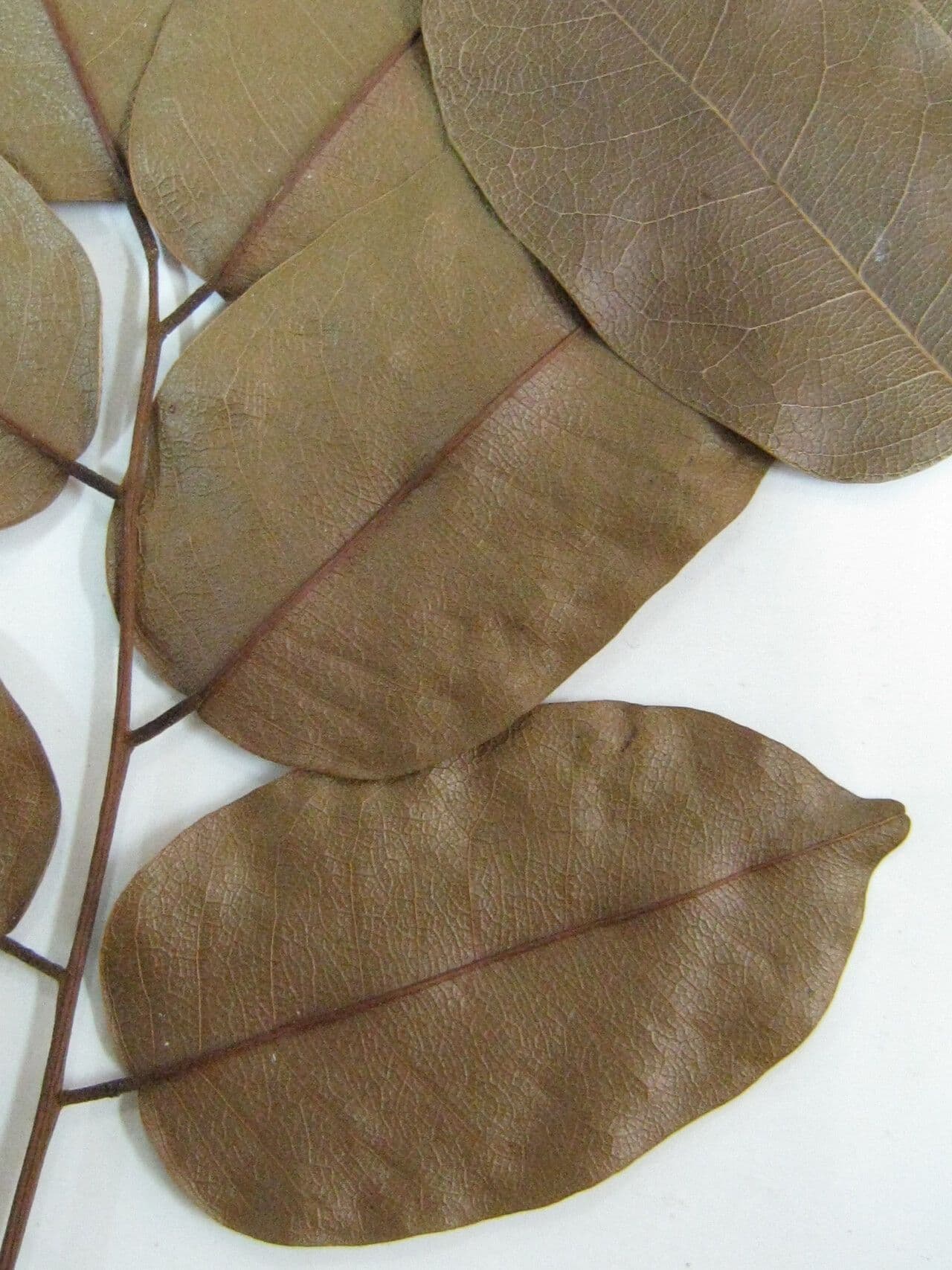 Pterocarpus 16
