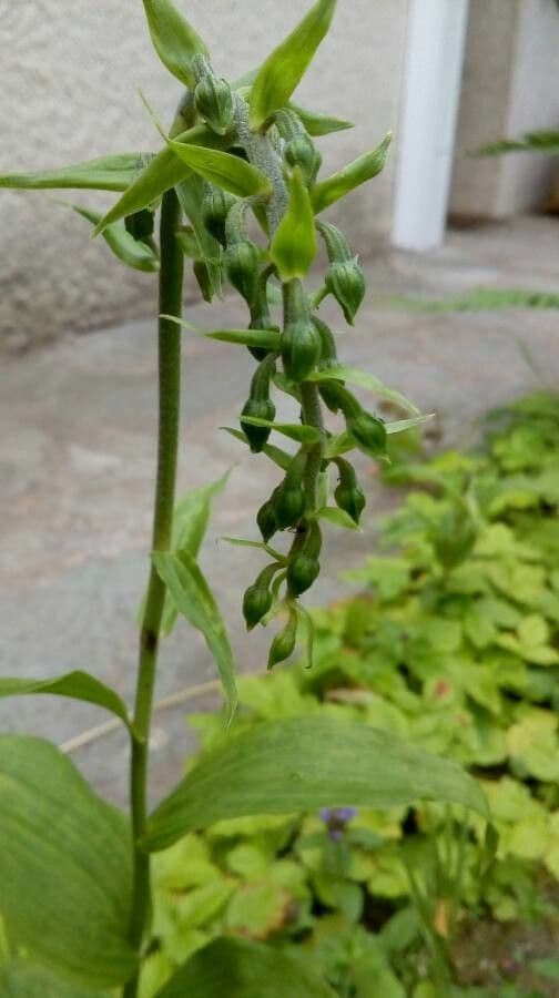 Epipactis 15