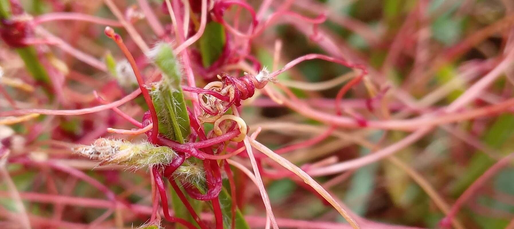 Cuscuta del timo 23