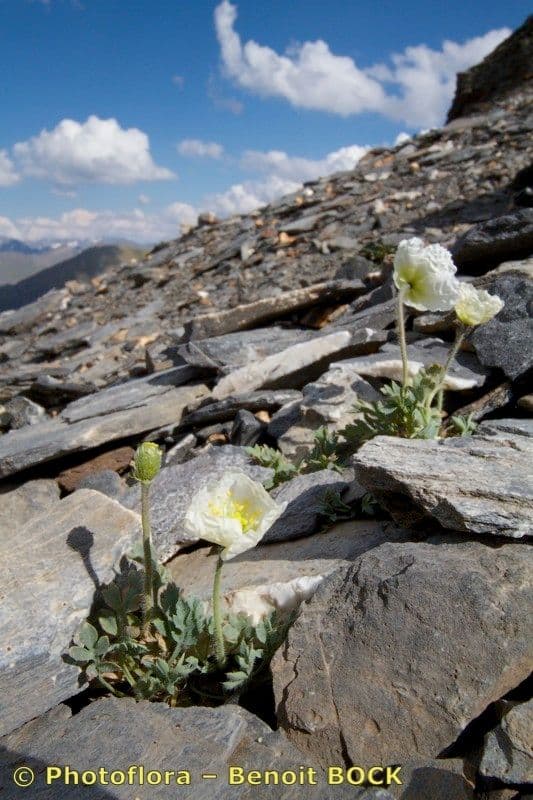 Alpen-Mohn 24