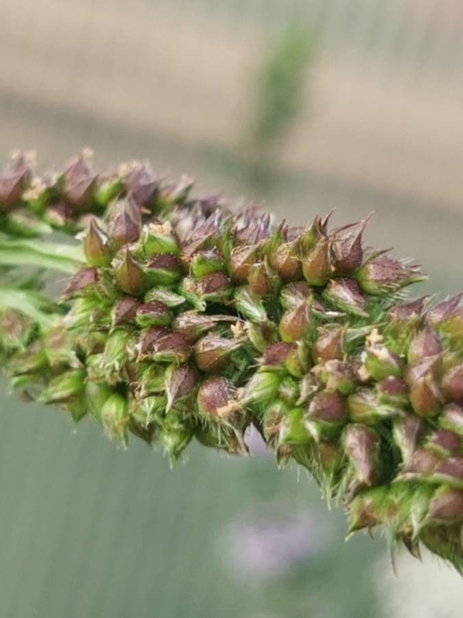 Echinochloa muricata 7