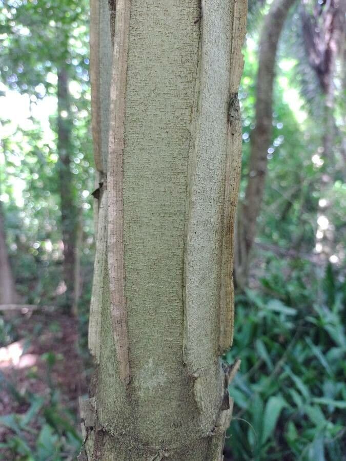 Piptadenia gonoacantha 10