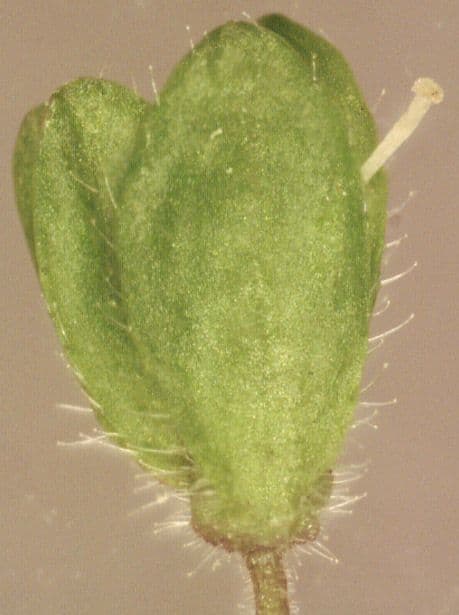 Veronica filiforme 5