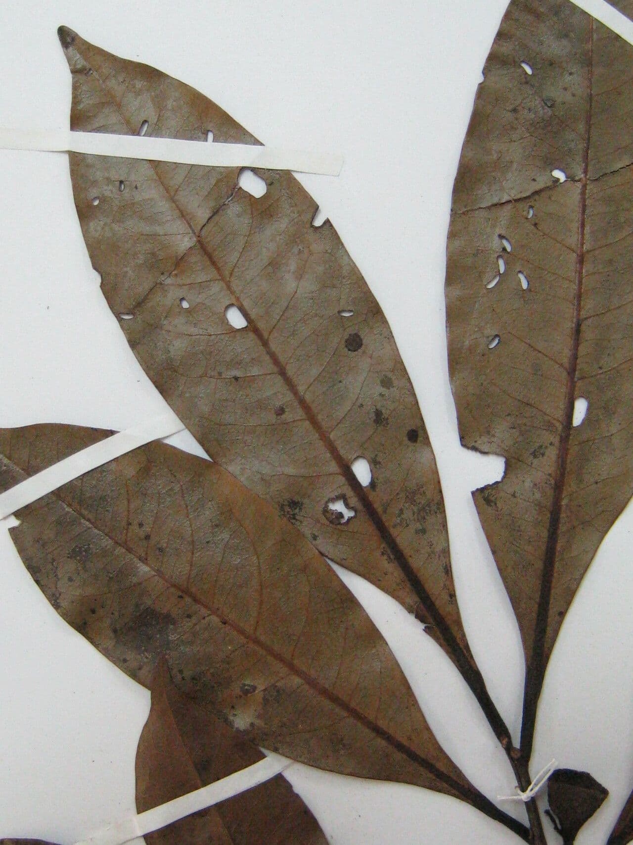 Ceanothusblättrige Ocotea 9