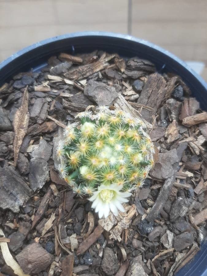 Mammillaria 10
