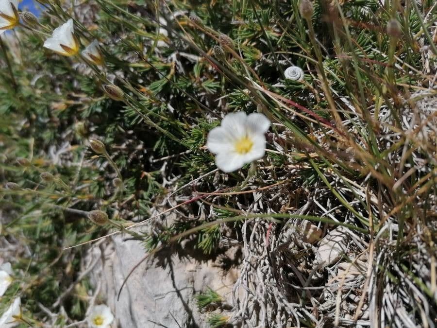 Cherleria capillacea 14