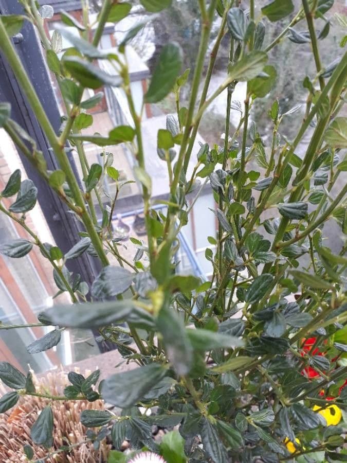 Dorniger Ceanothus 8