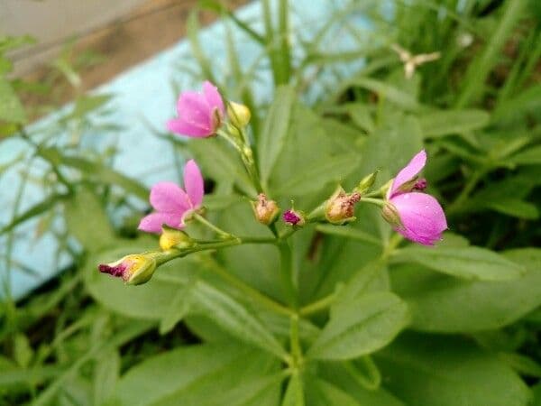 Talinum paniculatum 6