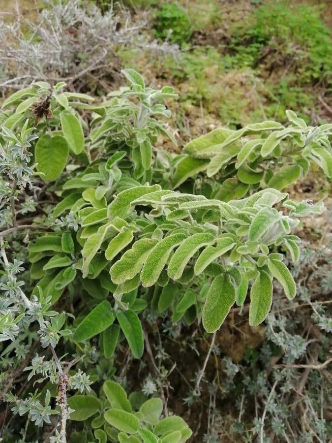 Salvia 19