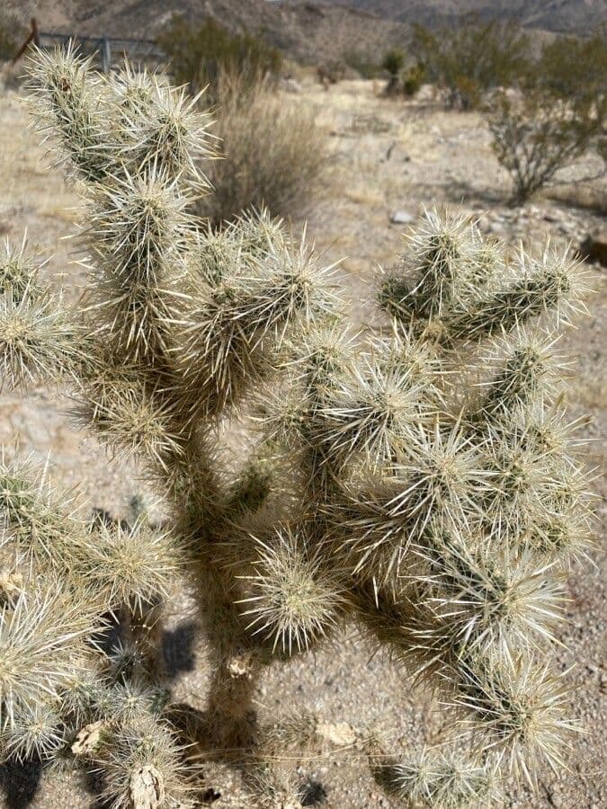 Cylindropuntia Echinocarpa 3