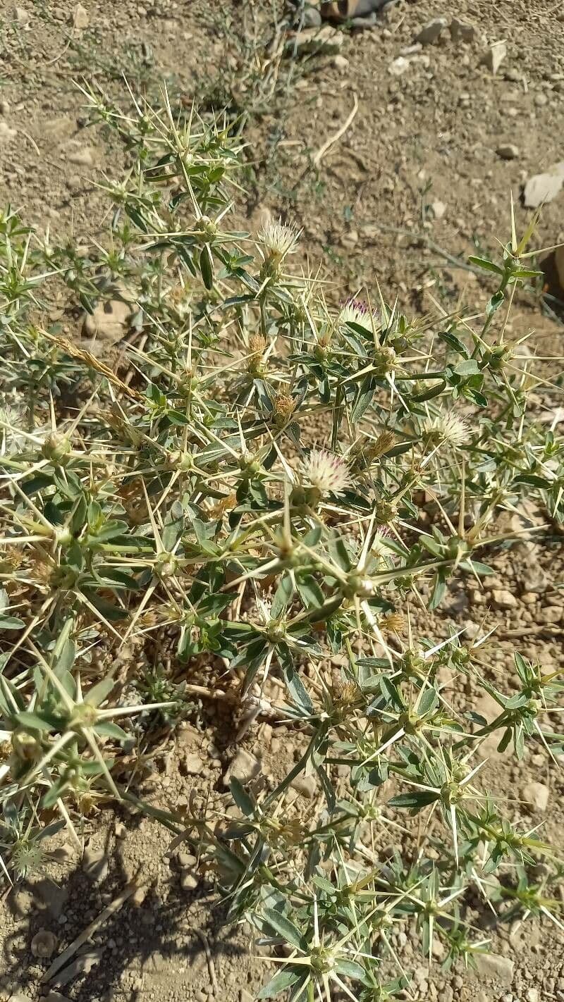 Fiordaliso iberico 14