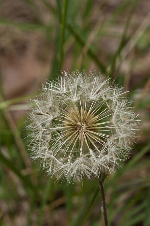 Chaptalia texana