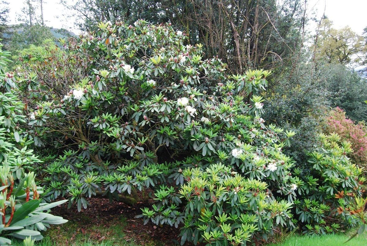 Rhododendron 9
