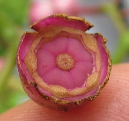 Meriania macrophylla