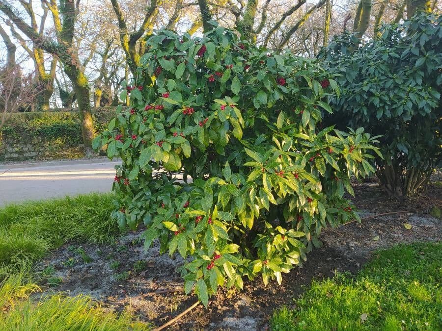Aucuba giapponese 30