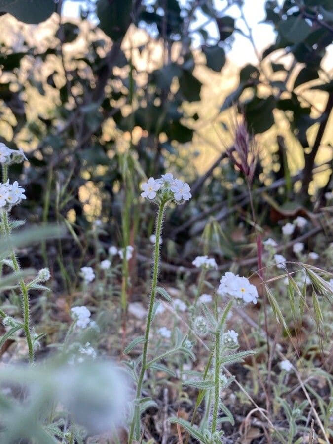Cryptantha 2