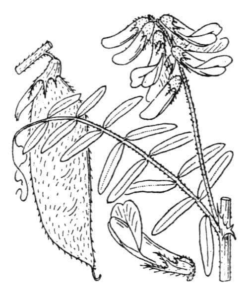 Bengalkichererbse 29