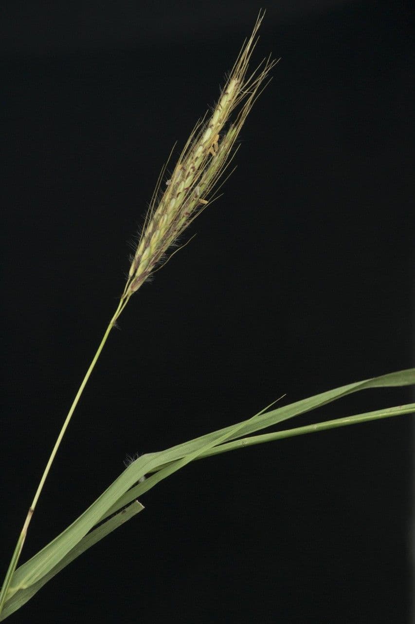 Dichanthium annulatum 2