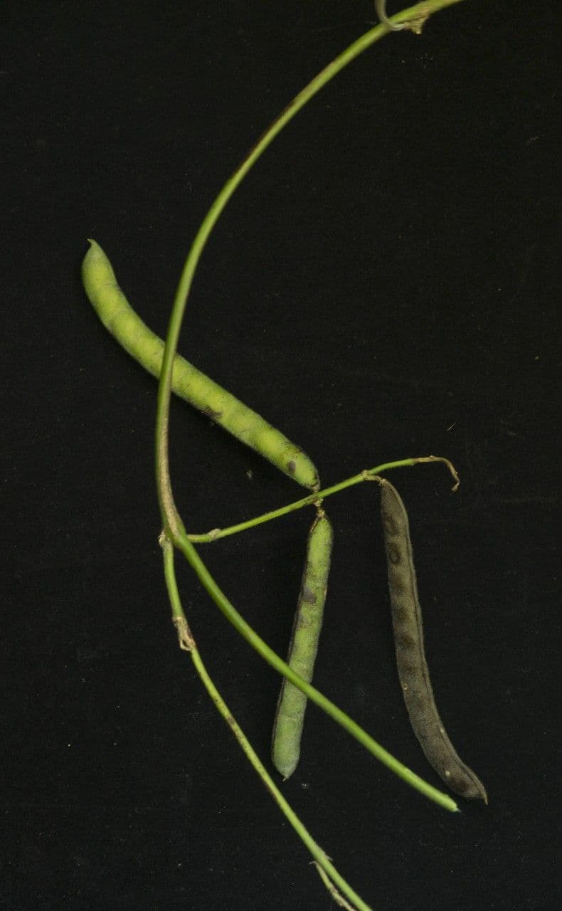 Galactia striata 3