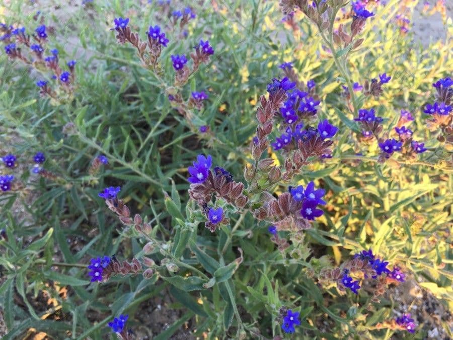 Lingua di bue officinale 10