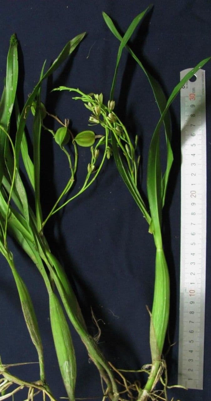 Prosthechea