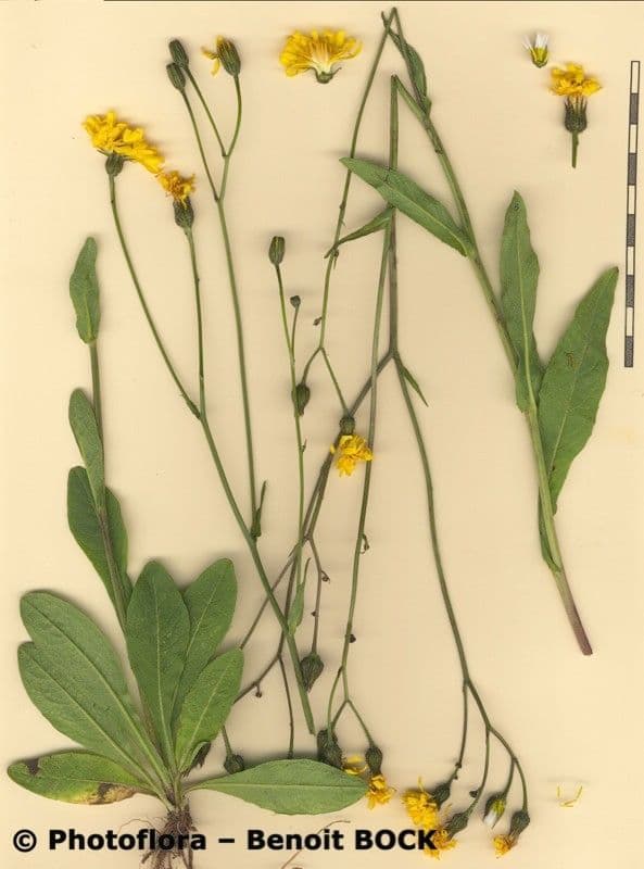 Radicchiella dolcigna 32