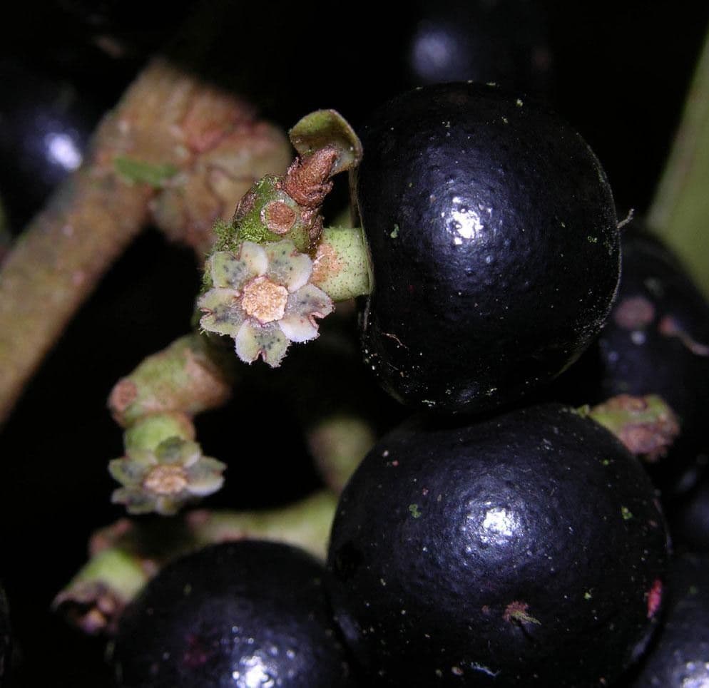 Ardisia 3