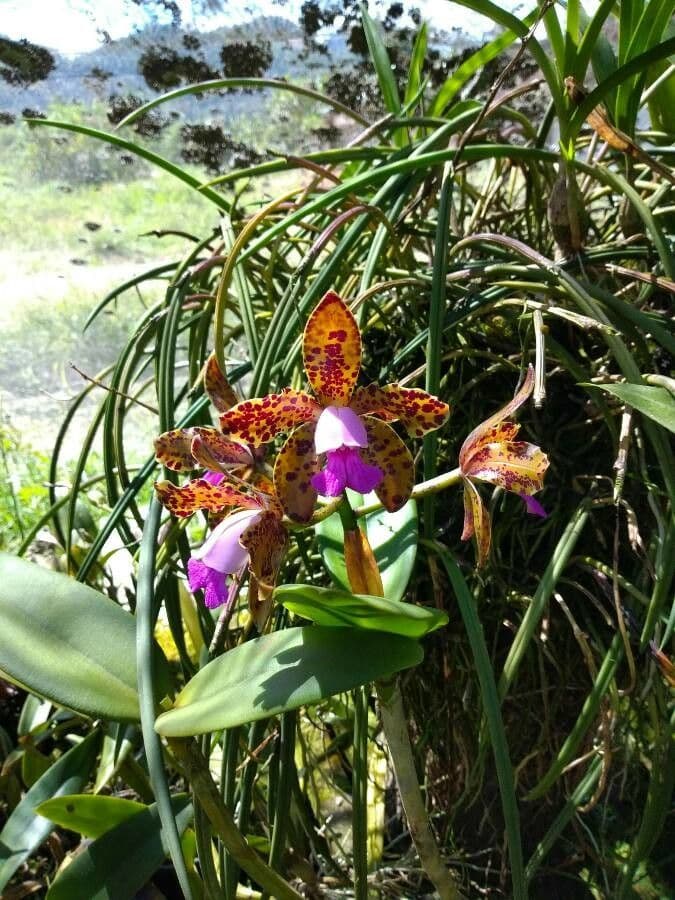 Cattleya maculata 4