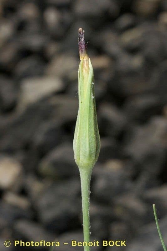 Třapatka Crocus 2