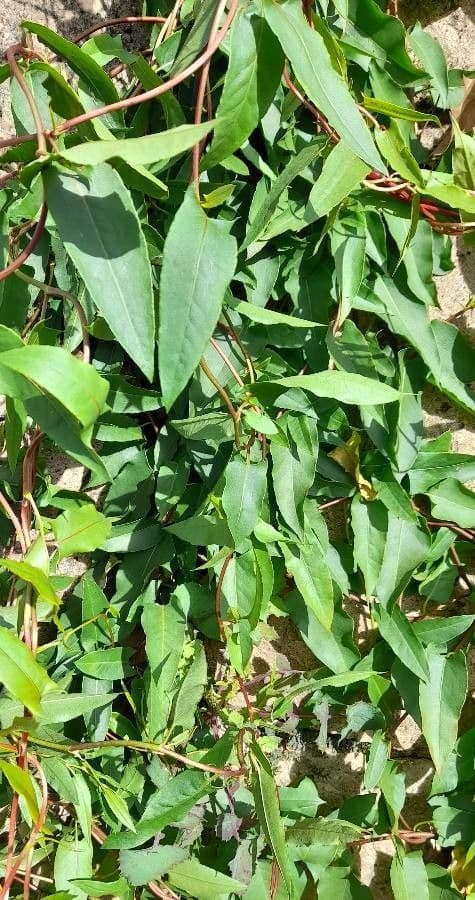 Muehlenbeckia 6