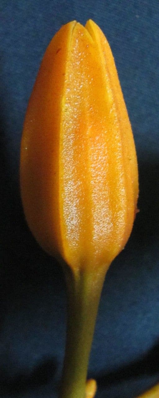 Juanulloa mexicana