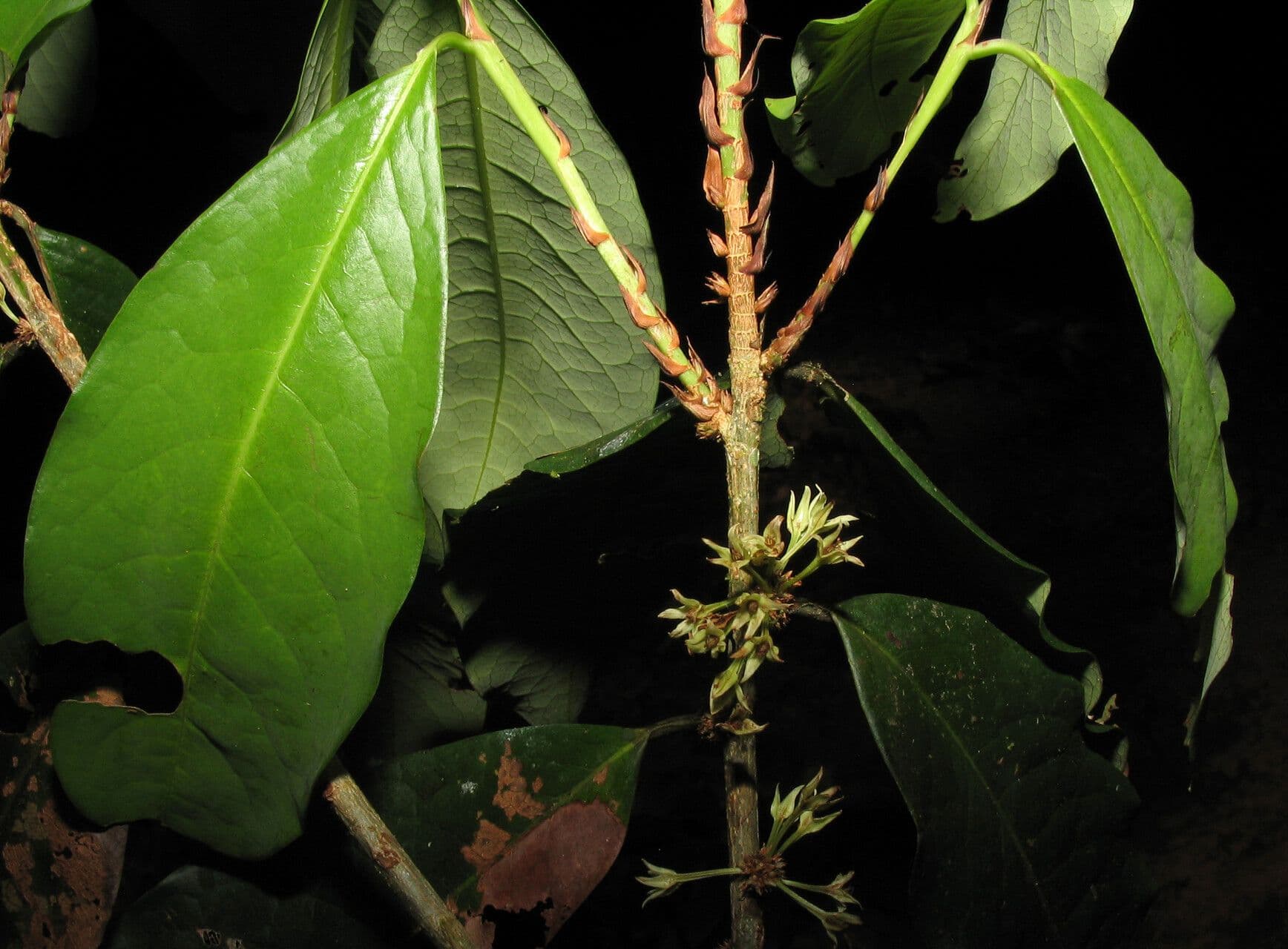 Erythroxylum 7