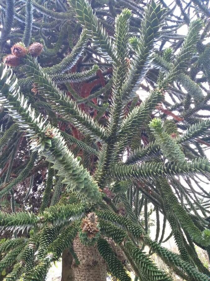 Aracauaria 20