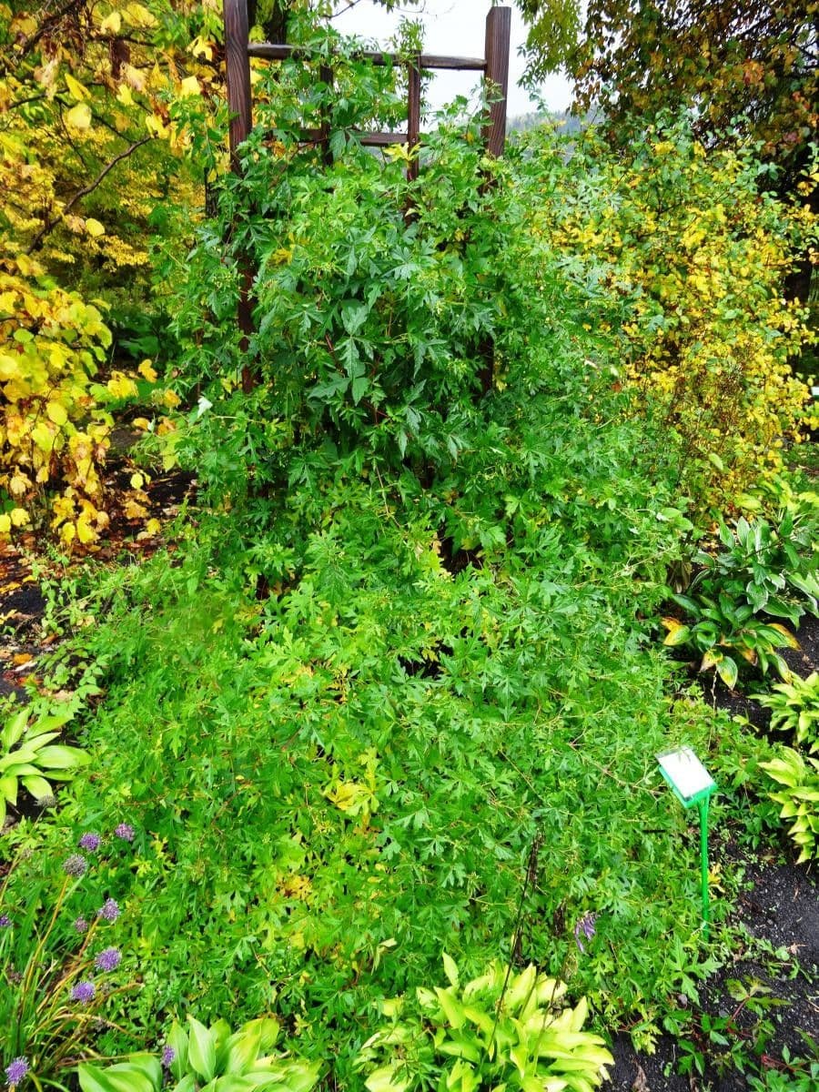 Ampelocissus 5