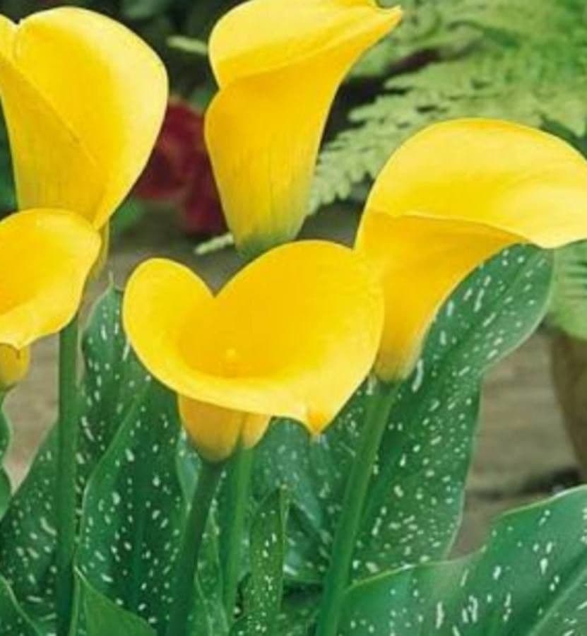 Calla di Elliott 5