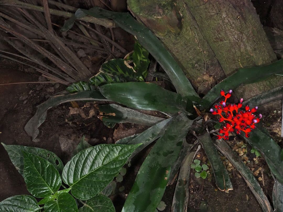 Aechmea 8
